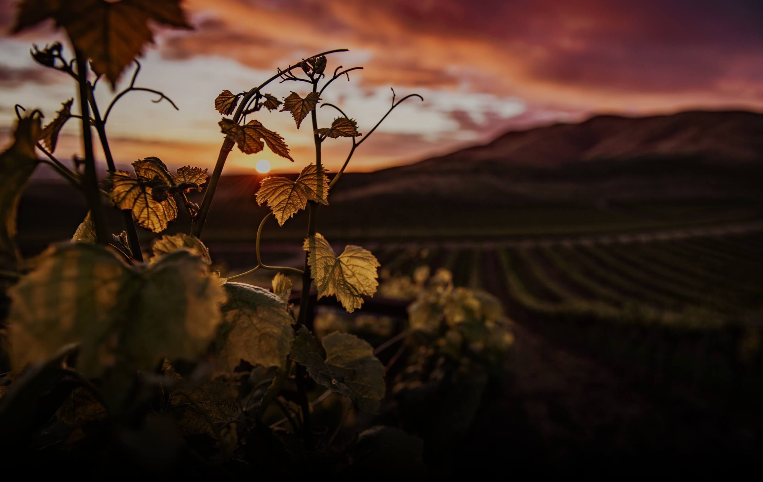 O Douro, ao sabor do melhor da vida.