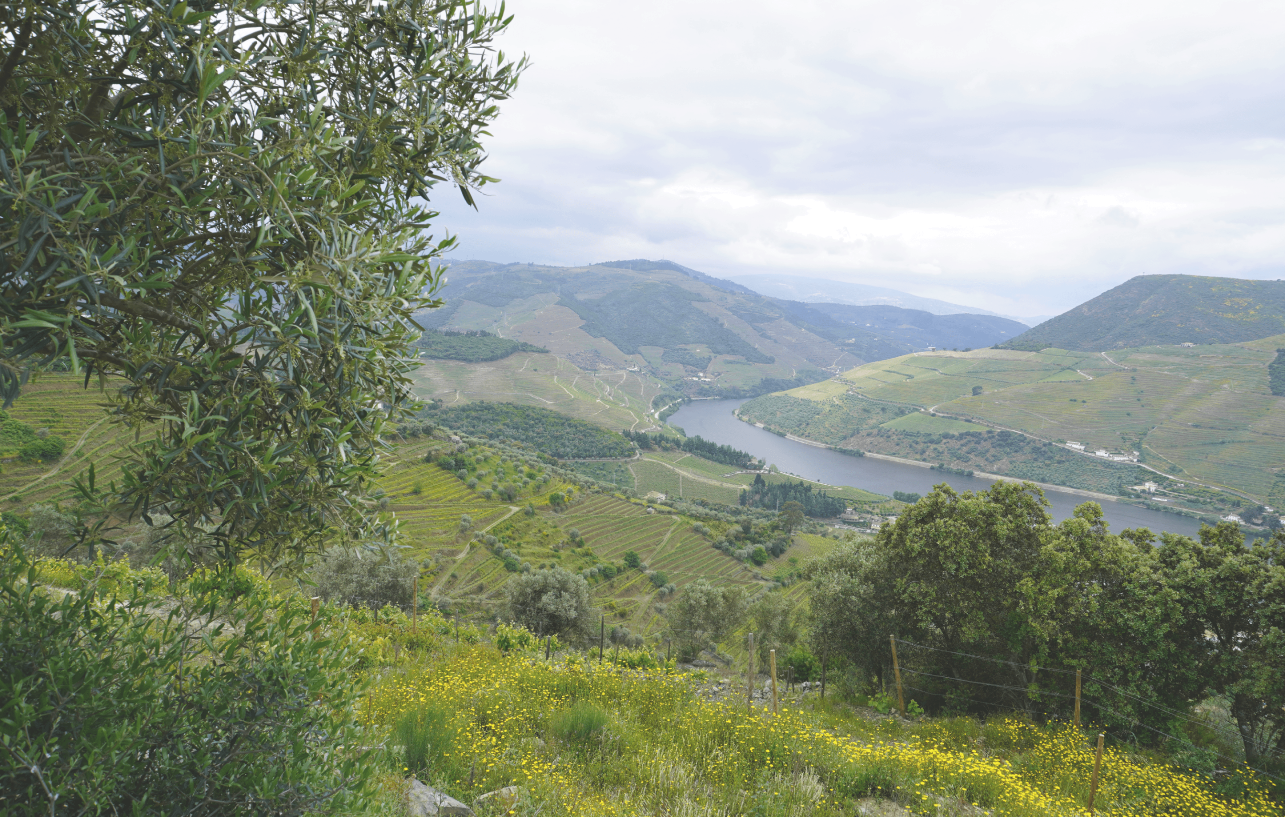 Terroir Aramalto Douro